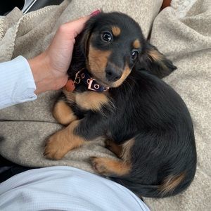 Meet your Posher, Angelique